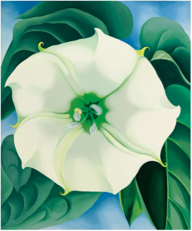 JimsonWeed