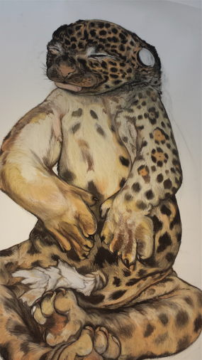 Tekening van een jaguarfoetus door Roos Holleman (1989). Foto: Evert-Jan Pol.
