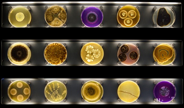 Een uitsnede van de wand met 150 petrischalen met verschillende micro-organismen. Foto: Micropia, Maarten van der Wal.
