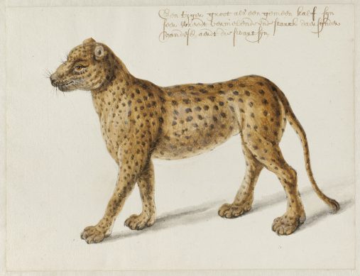 Frans Post (1612-1680), Jaguar, ca. 1638-1643. Noord-Hollands Archief, Haarlem.